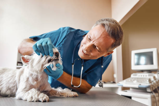 Best Emergency Treatment for Toothache in Benavides, TX
